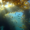 Kelp Forest at Anacapa Island